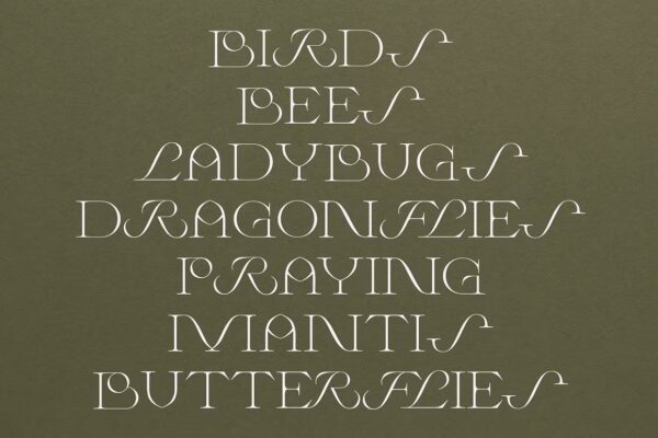 Wild Times - Serif Font - Image 10