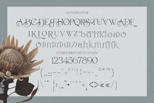 Belarose - Sans Serif Font - Image 10